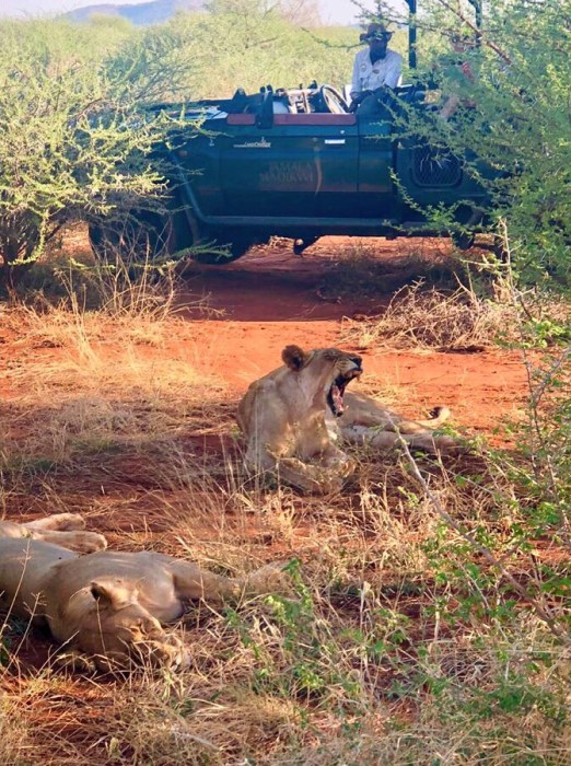 Lion Yawns - Madikwe - South Africa