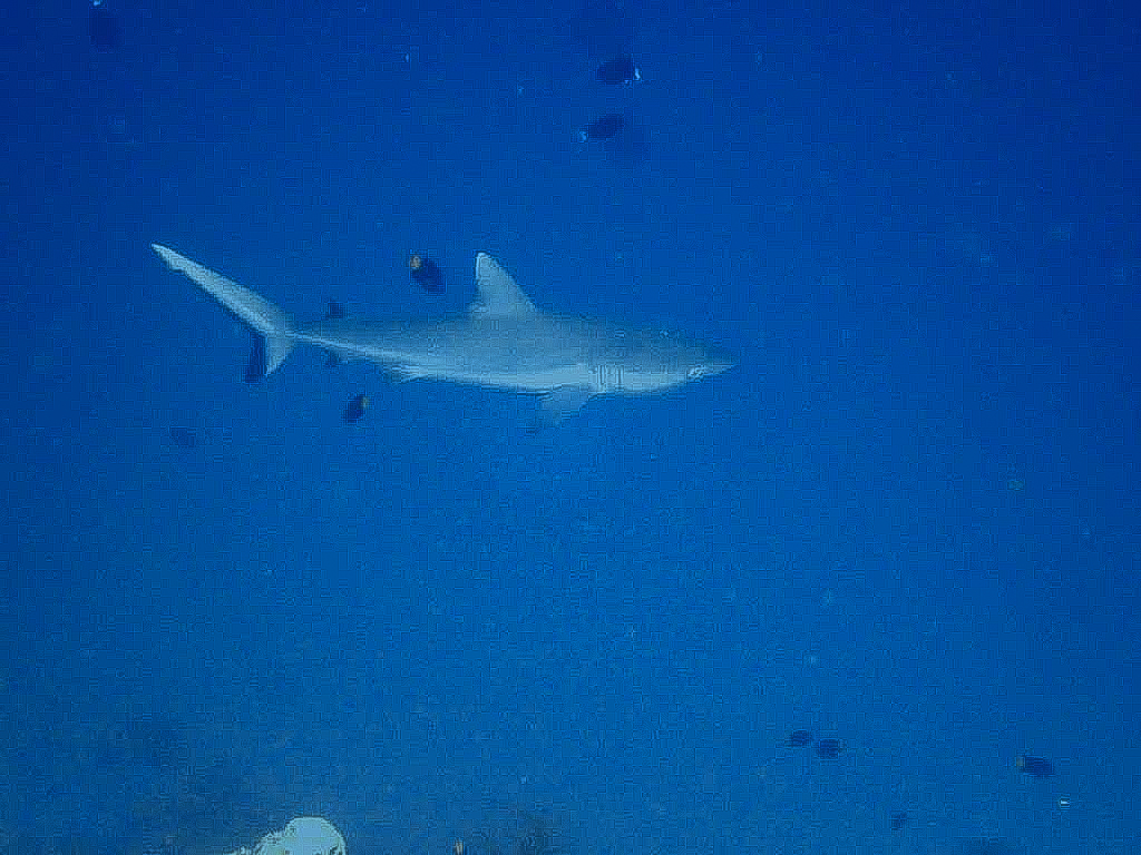 Shark - Six Senses Laamu - Maldives