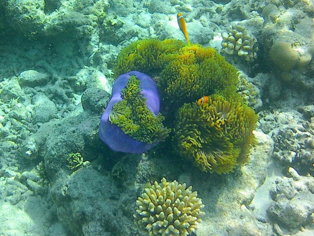 Coral Reef Six Senses Laamu - Maldives