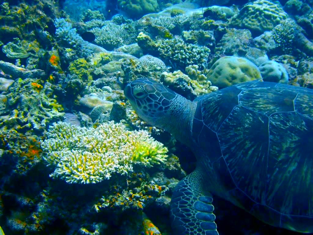 Six Senses Laamu - Turtle GiN AND Bone
