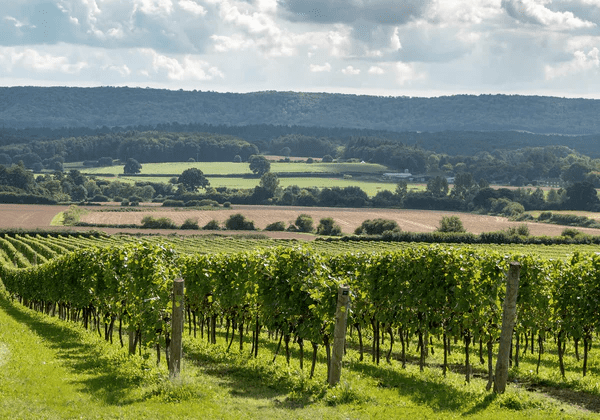 Nyetimber - Vineyard Tour - Ginandbone