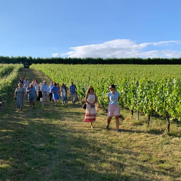 Wiston Estate - Vineyard - Ginandbone